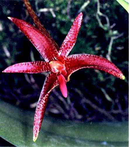 Bulbophyllum patens